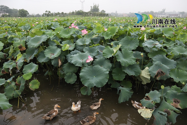 泸州龙马潭：无边“夏雨荷”，绿浪层层翻(图18)