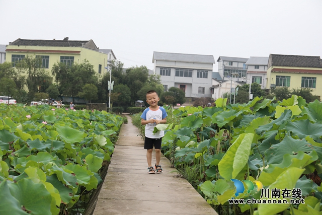 泸州龙马潭：无边“夏雨荷”，绿浪层层翻(图19)