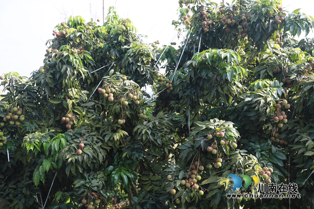 又是一年荔枝红！合江：荔枝成熟甜如蜜，小康路上幸福多(图5)