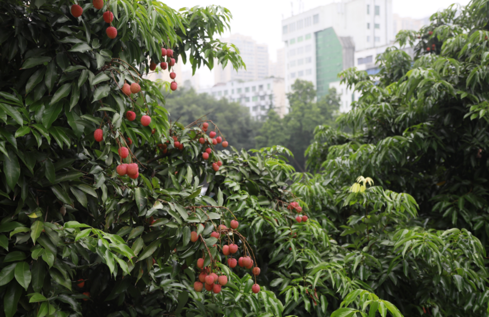 合江荔枝上市啦！(图9)
