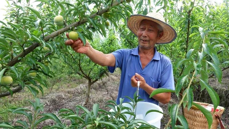 古蔺“蜂糖李”上市！味甜如蜜，果大肉厚(图6)