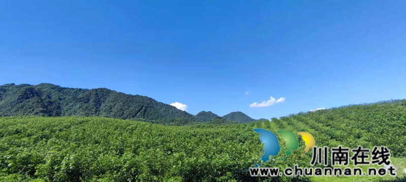 古蔺箭竹苗族乡：花椒结出“大产业”  群众叩开“致富门”(图1)