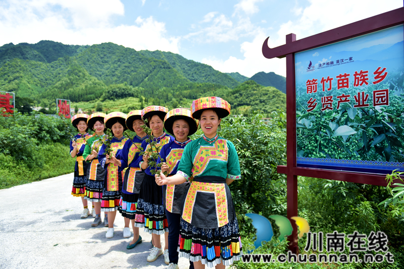 古蔺箭竹苗族乡：花椒结出“大产业”  群众叩开“致富门”(图2)