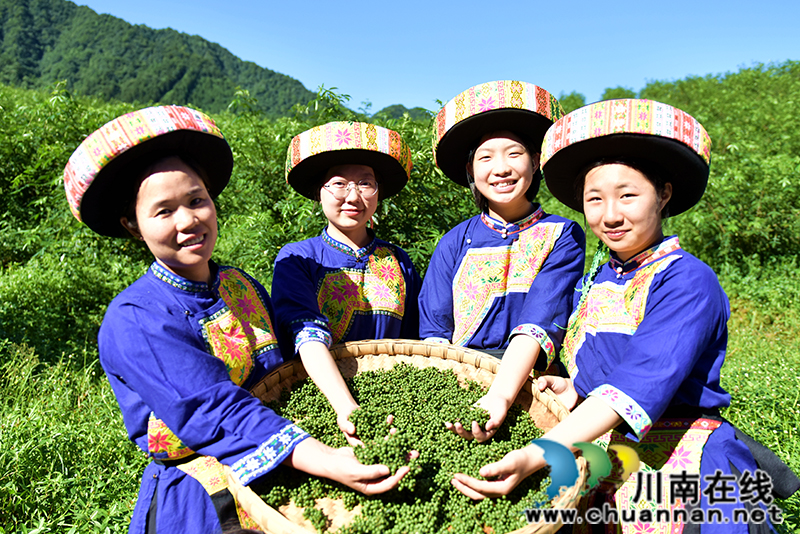 古蔺箭竹苗族乡：花椒结出“大产业”  群众叩开“致富门”(图3)