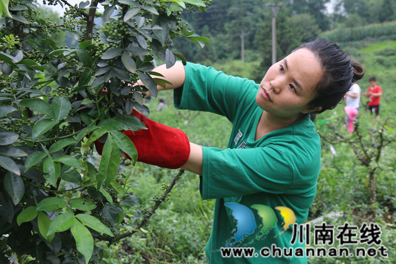 古蔺箭竹苗族乡：花椒结出“大产业”  群众叩开“致富门”(图4)
