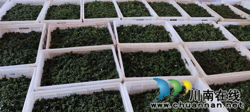 古蔺箭竹苗族乡：花椒结出“大产业”  群众叩开“致富门”(图8)