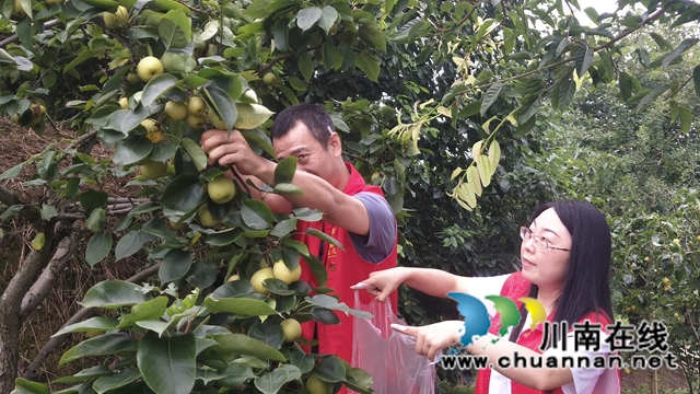 泸县自然资源和规划局助农采摘、销售“爱心果”(图1)