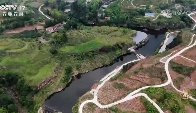 央视揭秘：内江资中鲶鱼为何如此神奇(图10)