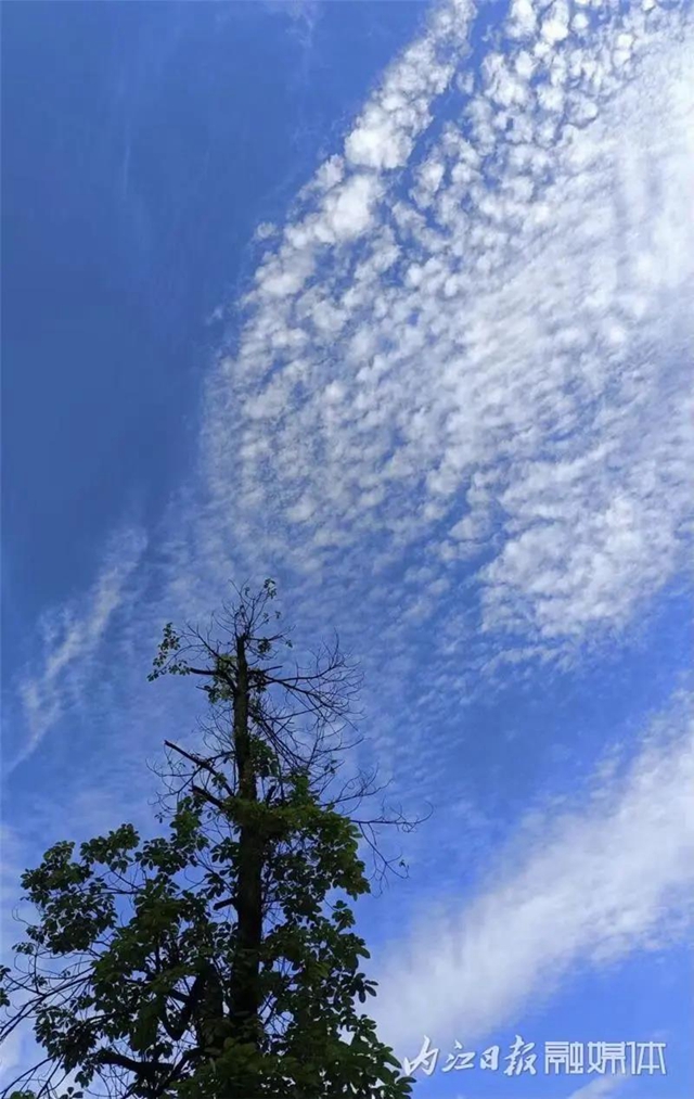 醉了！它刷爆了内江人的朋友圈(图6)