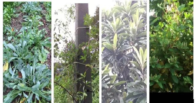 【关注】高大上，中医药走向国际！(图29)