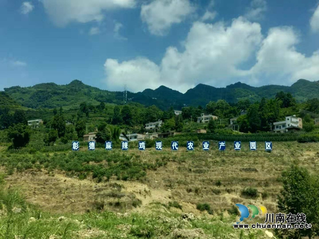 古蔺县彰德街道：花椒香飘致富路(图4)