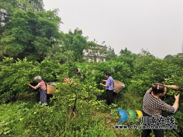 泸县：小枳壳种成乡村振兴大产业(图2)