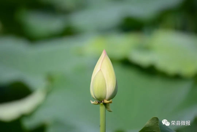 约起！600亩荷花在自贡荣县这个地方绽放(图3)