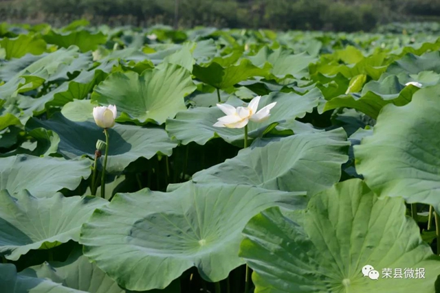 约起！600亩荷花在自贡荣县这个地方绽放(图7)