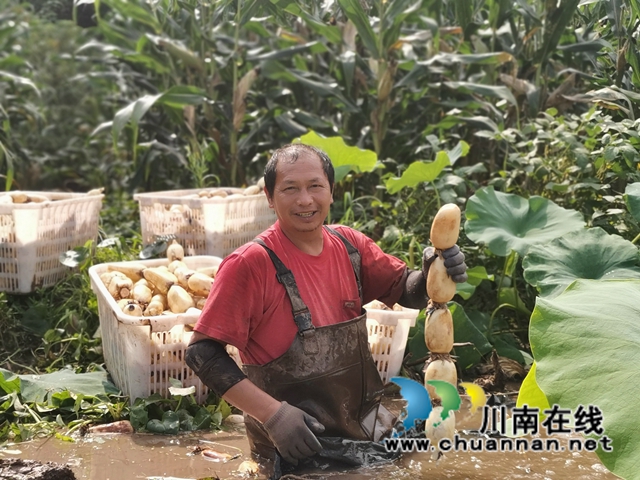 泸县奇峰镇共和村种植莲藕致富(图2)