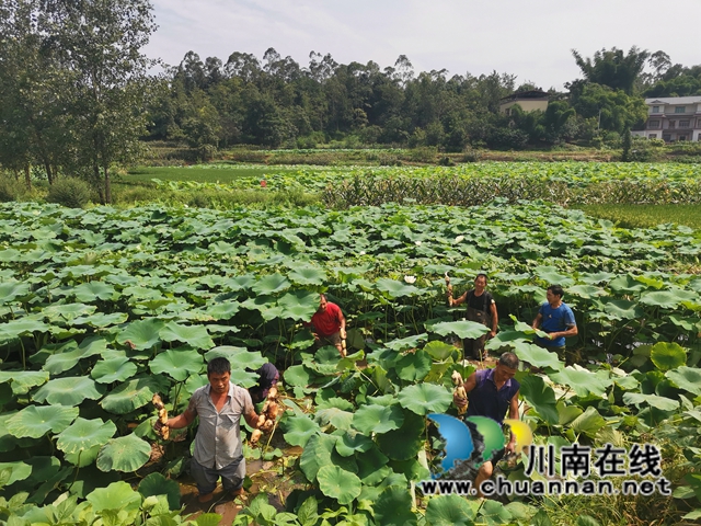 泸县奇峰镇共和村种植莲藕致富(图7)