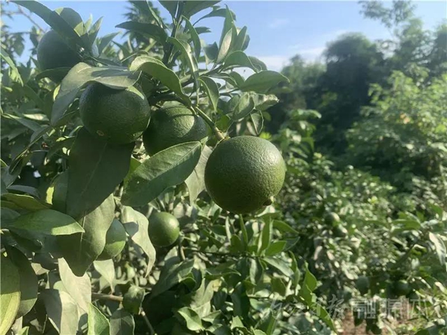 湖光山色两相和，内江这处“宝藏”湖泊太适合夏天出游！(图3)