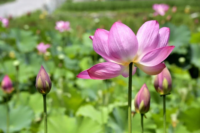 古蔺县黄荆镇田坝村：荷花初绽，美在当“夏”！(图3)