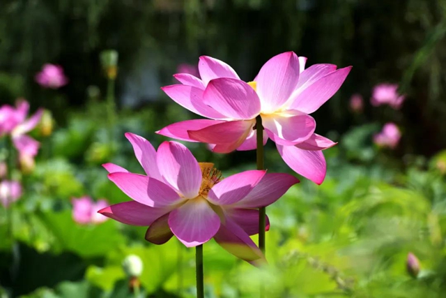 古蔺县黄荆镇田坝村：荷花初绽，美在当“夏”！(图5)