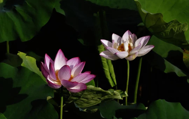 古蔺县黄荆镇田坝村：荷花初绽，美在当“夏”！(图2)