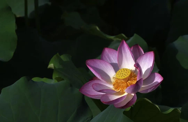 古蔺县黄荆镇田坝村：荷花初绽，美在当“夏”！(图8)