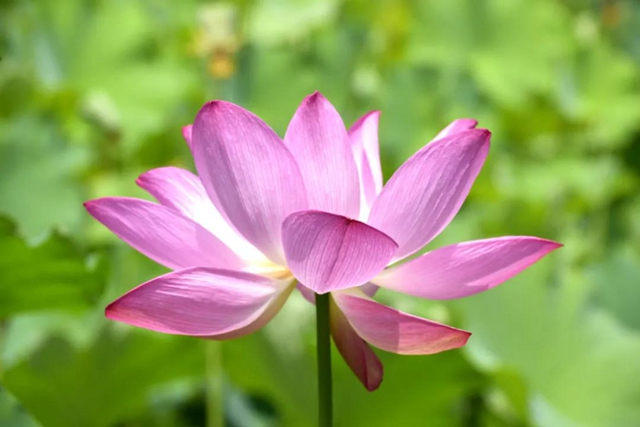 古蔺县黄荆镇田坝村：荷花初绽，美在当“夏”！(图4)