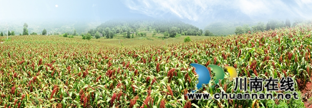 古蔺：学史力行办实事，助农增收开新局(图4)