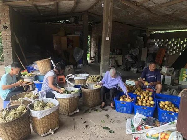 纳溪：又闻六月雪梨香，热销采装农户忙！(图1)