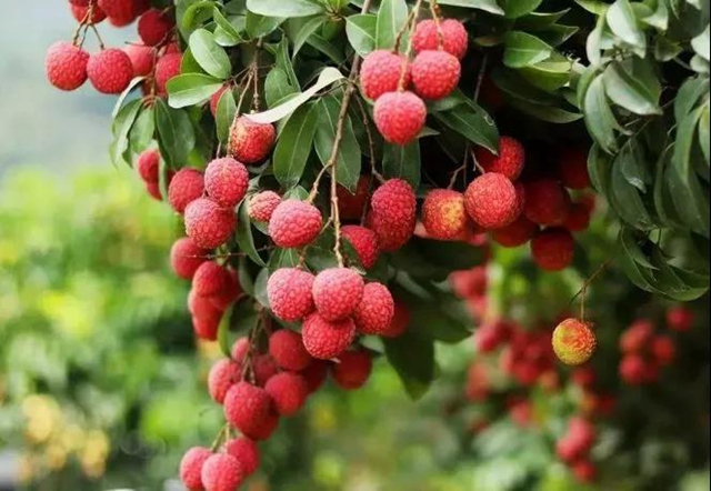 第三十届合江荔枝节开幕式时间定啦！速来打卡！(图1)