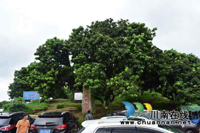 合江江津永川三地融媒联动，聚焦合江荔枝产业发展(图1)