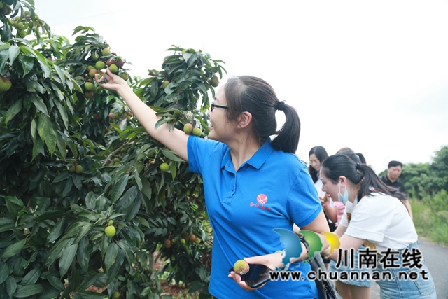 合江江津永川三地融媒联动，聚焦合江荔枝产业发展(图3)