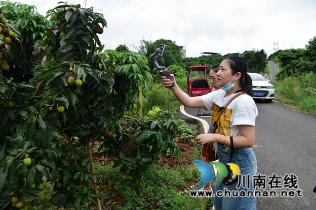 合江江津永川三地融媒联动，聚焦合江荔枝产业发展(图2)