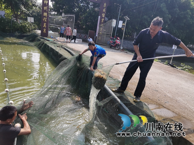 泸县方洞镇：大头虾初长成，放钓上市生意好(图2)