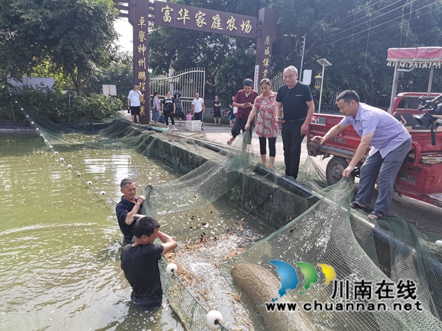 泸县方洞镇：大头虾初长成，放钓上市生意好(图1)