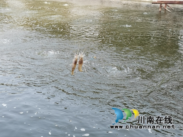泸县方洞镇：大头虾初长成，放钓上市生意好(图5)