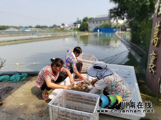 泸县方洞镇：大头虾初长成，放钓上市生意好(图6)