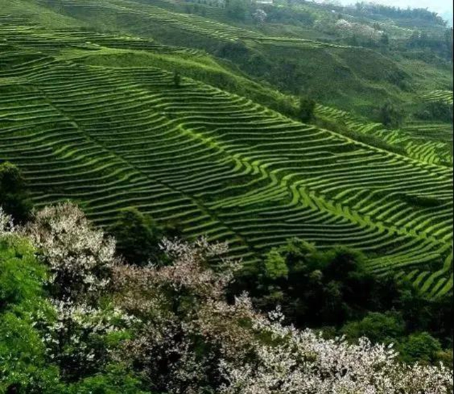 农业农村部点名！宜宾这个地方获推介(图2)