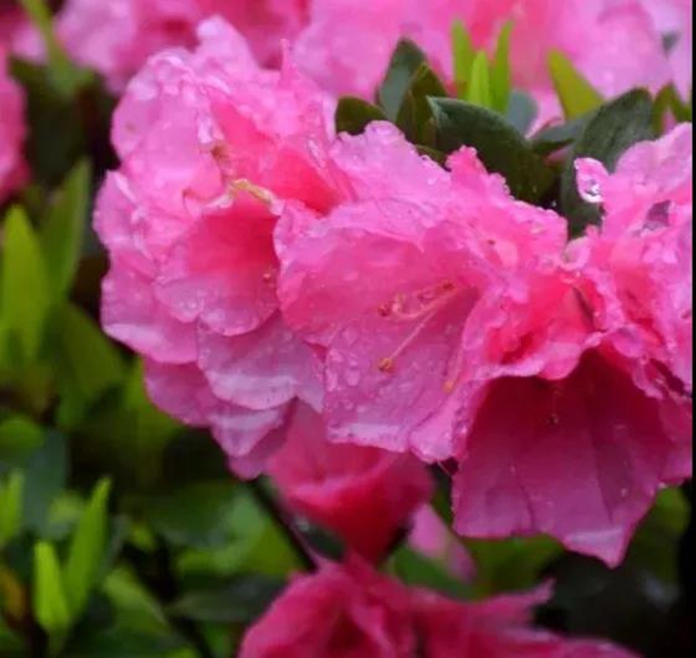 农业农村部点名！宜宾这个地方获推介(图5)