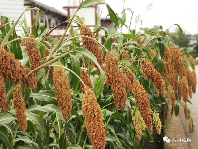 自贡荣县3万亩高粱红了！产值达……(图5)
