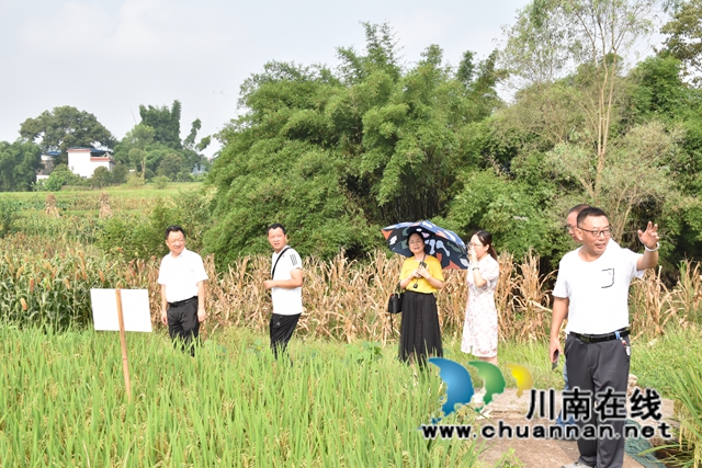 泸州民盟“科技助农”活动走进泸县牛滩镇(图1)