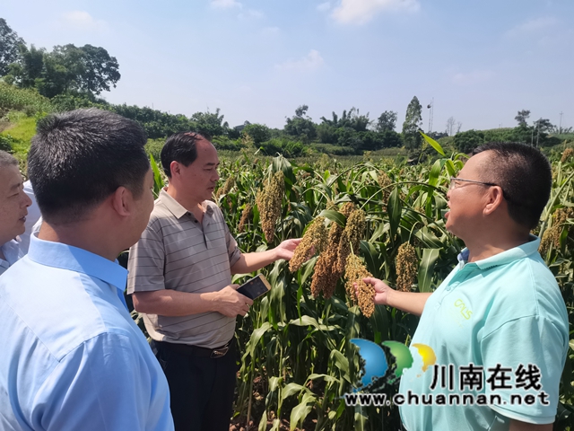 培育新品种，助力酒产业！盟员高粱专家应邀参加全省酿酒专用粮基地建设工作培训会(图1)