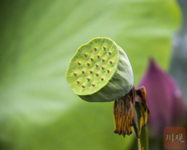 大暑了！ 四川7月还有两次降水过程，后面十天偏热！(图1)