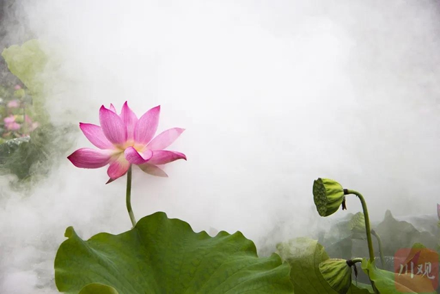 大暑了！ 四川7月还有两次降水过程，后面十天偏热！(图3)