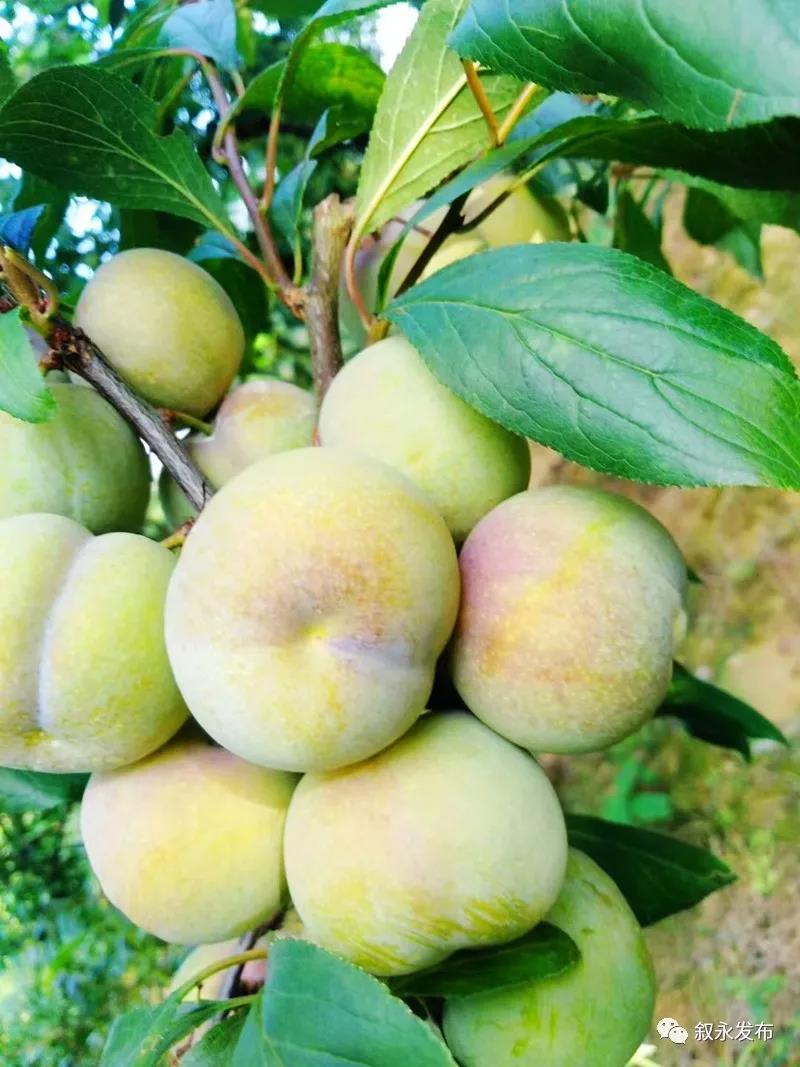 这“李”超甜!叙永赤水河凤凰李迎来采摘季(图1) 这“李”超甜!叙永赤水河凤凰李迎来采摘季(图1)