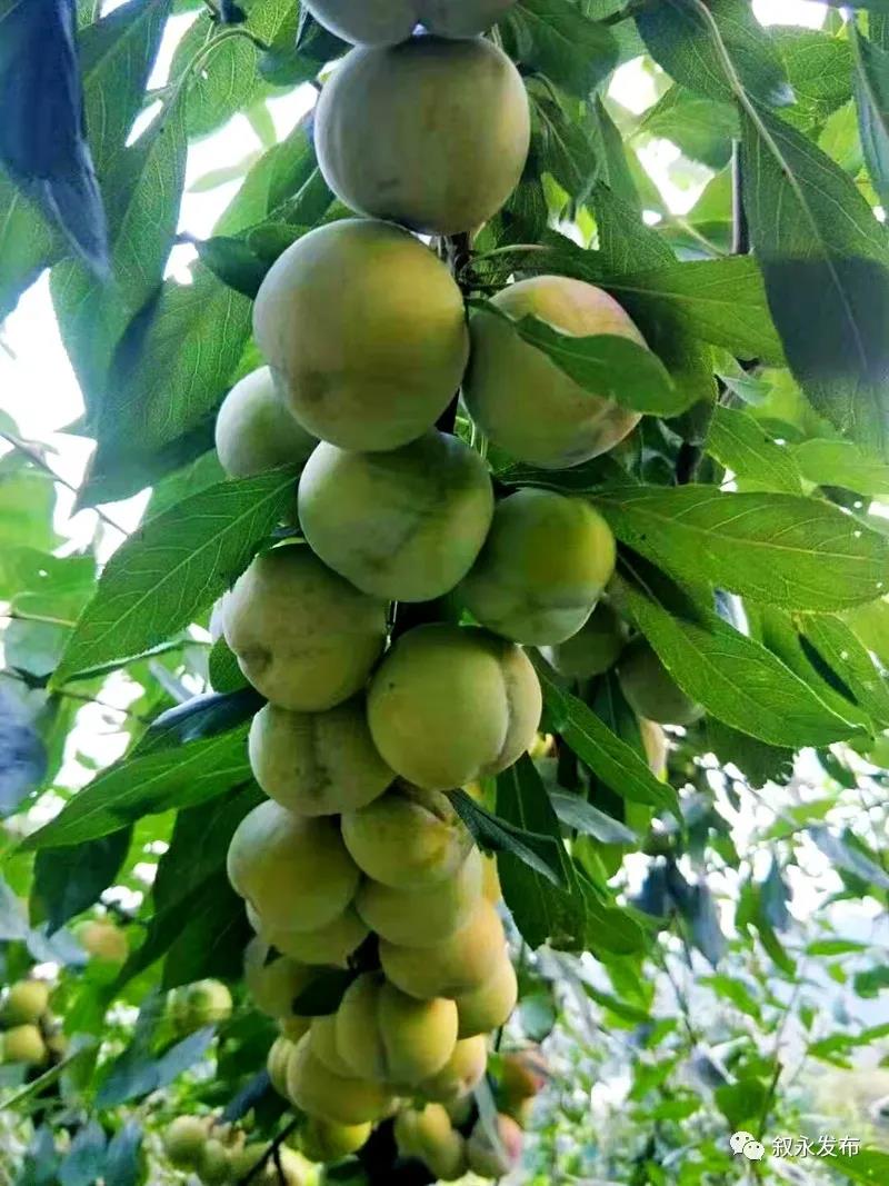 这“李”超甜!叙永赤水河凤凰李迎来采摘季(图3) 这“李”超甜!叙永赤水河凤凰李迎来采摘季(图3)