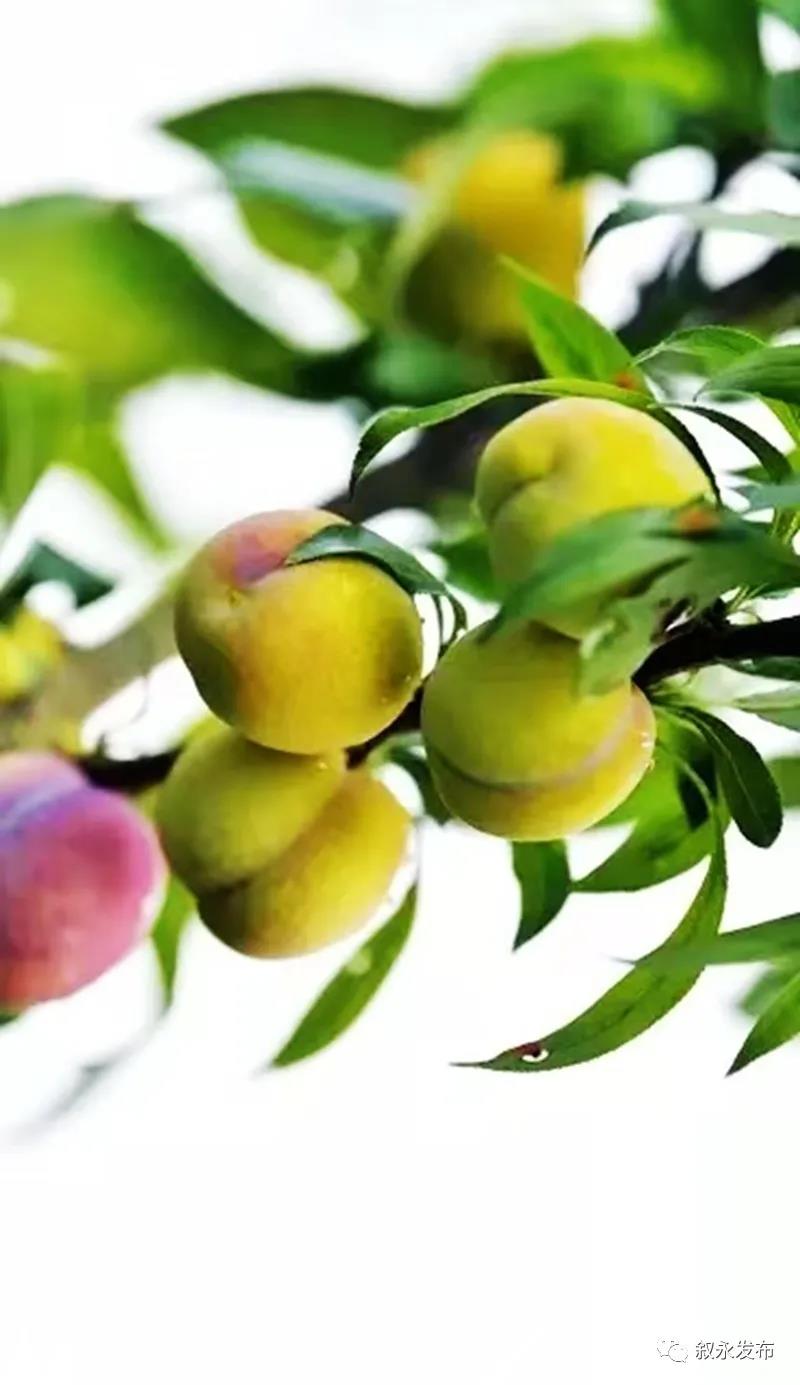 这“李”超甜!叙永赤水河凤凰李迎来采摘季(图2) 这“李”超甜!叙永赤水河凤凰李迎来采摘季(图2)