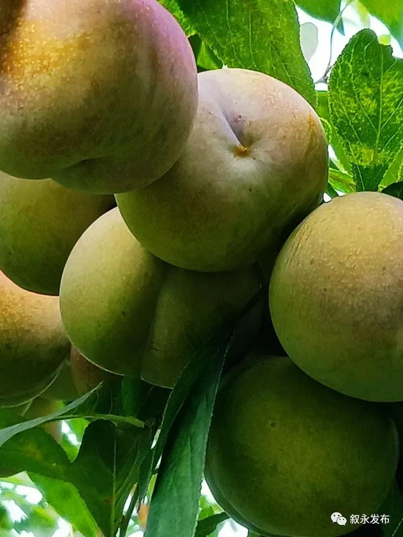 这“李”超甜!叙永赤水河凤凰李迎来采摘季(图4) 这“李”超甜!叙永赤水河凤凰李迎来采摘季(图4)