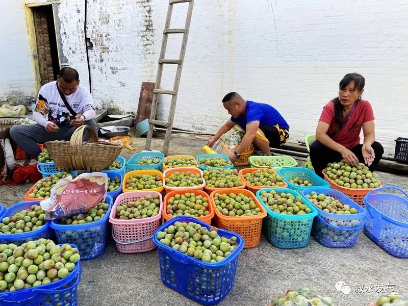 这“李”超甜!叙永赤水河凤凰李迎来采摘季(图5) 这“李”超甜!叙永赤水河凤凰李迎来采摘季(图5)