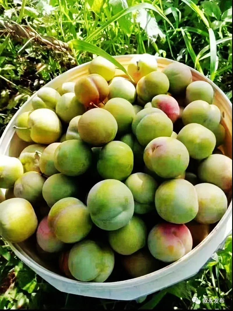 这“李”超甜!叙永赤水河凤凰李迎来采摘季(图7) 这“李”超甜!叙永赤水河凤凰李迎来采摘季(图7)