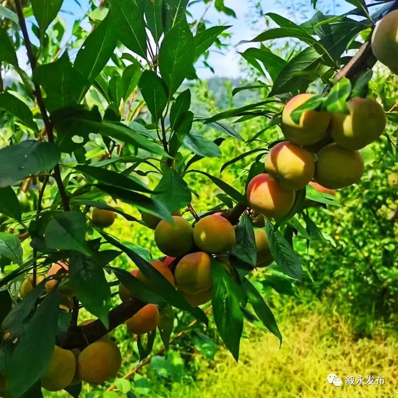 这“李”超甜!叙永赤水河凤凰李迎来采摘季(图10) 这“李”超甜!叙永赤水河凤凰李迎来采摘季(图10)